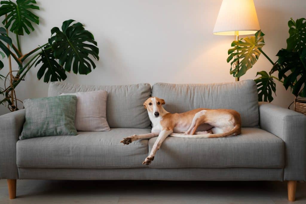 Design a Pet-Friendly Home: 5 Durable and Stylish Furniture Choices for 2026